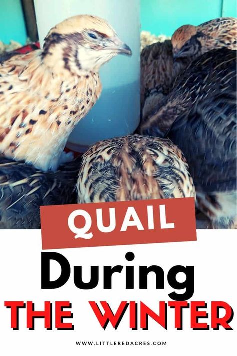 Quail Watering System, Quail Waterer, Quail Breeding, Quail Raising, Quail Farming, Bob White Quail, Quail House, Coturnix Quail, Quail Coop