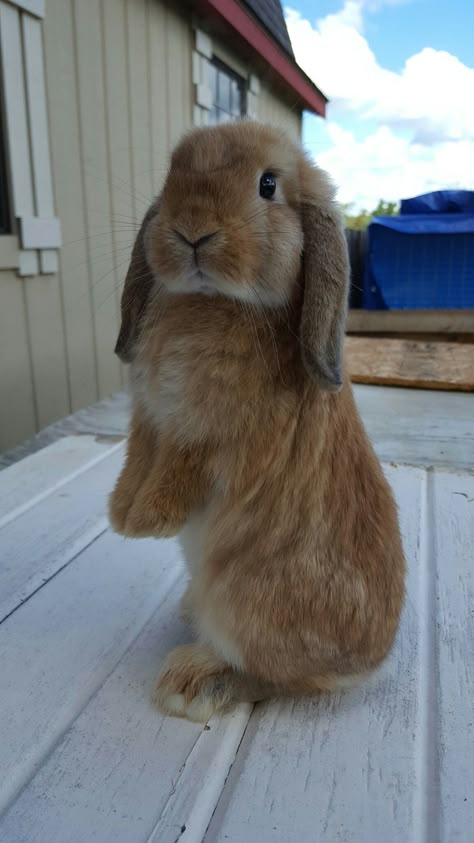 American Lop Bunny, Brown Lop Bunny, Bunny Lop Holland, Cute Lop Bunnies, Brown Holland Lop, English Lop Bunny, American Fuzzy Lop Bunny, Holland Bunnies, Cute Holland Lop Bunnies