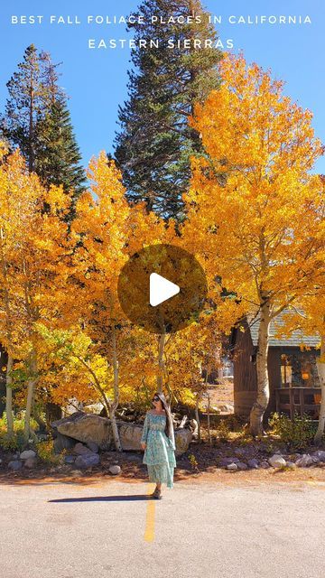 Meghana | SF Bay Area | California | Travel & Lifestyle on Instagram: "Fall season is just a month away, and this is how California will look like in October🍁🍂

Eastern Sierras is the best place to see Fall Colors in California.

📍Mammoth Lakes: You can find Yellow and Orange trees everywhere around Mammoth Lakes. Some major locations are
🍂Convict Lake 
🍂Twin Lakes 
🍂Mcgee creek 
🍂Rock Creek 

📍June Lake Loop: The June lake loop drive itself is beautiful in the Fall. Gull Lake and Silver lake have beautiful fall colors around them.
🍂June Lake 
🍂Gull Lake 
🍂Silver Lake 

📍Bishop: Many Parts of Bishop also change into yellow trees. 
🍂Bishop Creek 
🍂North Lake 

Fall in California, eastern sierra, highway 395, Fall season in California, Fall trip ideas in California #fall#fallro Fall In California, Convict Lake, Eastern Sierras, California Fall, June Lake, Gull Lake, Orange Trees, Bay Area California, Twin Lakes