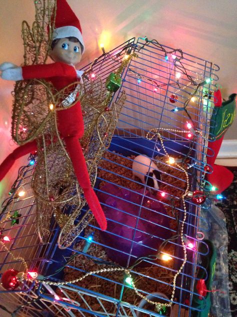 Elf On Shelf, Awesome Elf On The Shelf Ideas, Elf Ideas, Dog Cages, Elf On The Shelf Ideas, Shelf Ideas, On The Shelf, The Elf, Guinea Pigs