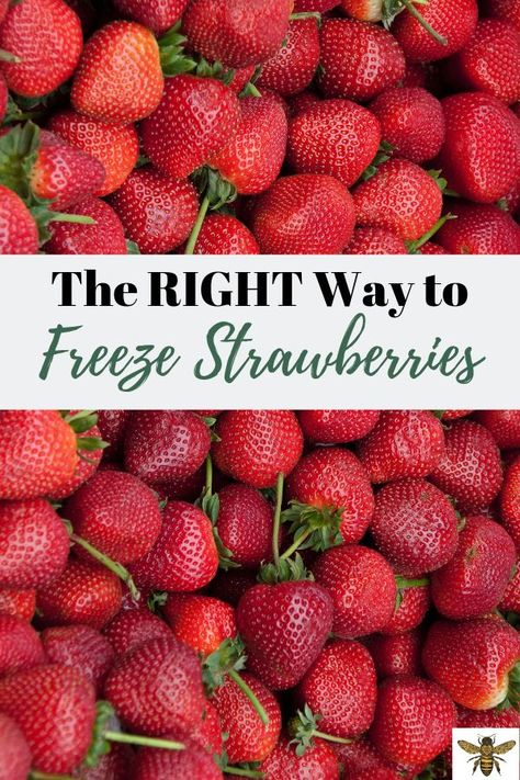 How to Freeze Strawberries Freeze Strawberries, Freezing Strawberries, Freezing Fruit, Freezing Vegetables, Frozen Veggies, Freezer Cooking, Growing Fruit, Harvest Season, Fresh Strawberries