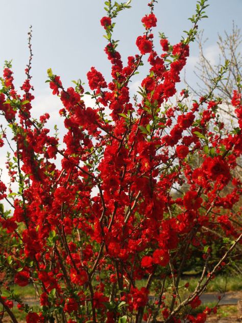 Proven Winners | Double Takes, Snow Days and Good Vibrations Lobelia Cardinalis, Flowering Quince, Garden Perennials, Red Plants, Proven Winners, Magic Garden, Garden Shrubs, Pallet Garden, Flower Landscape