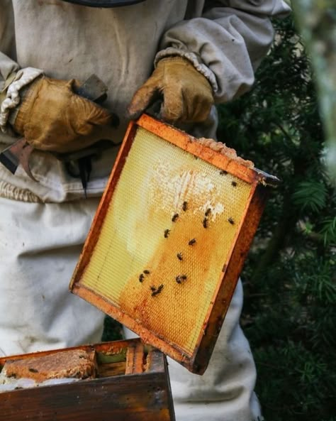 Calling all beekeepers & bee lovers! 🐝 I’m looking for information, advice you wish you knew in the beginning, supplies you cannot live without, connections to good mentors! This is our year, 2024! Bees will be on our property 😜🍯 Send good vibes because here we go! 🤪🫶�🏼 #urbanfarm #michiganfarmer #homestead #garden #urbanchicks #farmher #goals2024 #seedstarting #soilblocking #microfarming #sourdough #homesteadcommunity #lard #pork #scratch #homecooking #honeybees #beekeeping Bee Keeping Aesthetic, Beekeeping Aesthetic, Honeybee Aesthetic, How To Keep Bees, Honey Aesthetic, Langstroth Hive, Top Bar Hive, Bee Photography, Beekeeping For Beginners