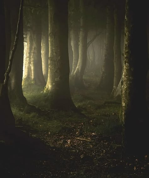 Philosophy Of Time Travel, Fangorn Forest, Evelyn Hardcastle, Herne The Hunter, Spring Trees, Dark Forest Aesthetic, Forest Aesthetic, Enchanted Wood, Dark Nature Aesthetic