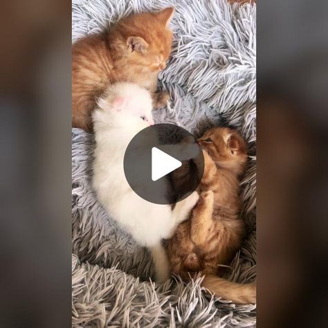 Check out Life with cats’s video. Mini Husky, Devon Rex Kittens, Devon Rex Cats, Devon Rex, Baby Gif, Baby Cats, Cat Life, Cat Mom, Kittens Cutest