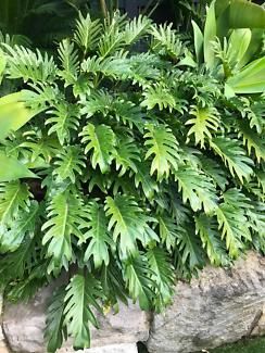 Philodendron Xanadu Shrub Popular Landscaping Plants Front Door Tropical Plants, Tropical Backyard Landscaping Oasis, Full Sun Tropical Plants, Tropical Plants Outdoor, Xanadu Plant, Hardy Tropical Plants, Tropical Shrubs, Philodendron Bipinnatifidum, Full Sun Container Plants