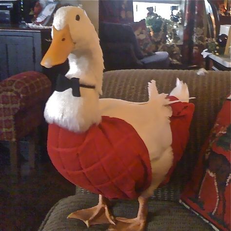 This is Mr. Sal, my pet pekin duck.  Picture was taken during Christmas, and he has a red diaper on (my brainstorm), and a black bow tie I made (he has several colors to match his diapers).  He also has a black top hat, not shown.  He's pretty dapper, don't you think?  :-)  Love my duck. Christmas Duck Cute, Aflac Duck, Christmas Pet Photos, Pekin Duck, Duck Christmas, Duck Pictures, Duck Photo, Pet Ducks, Cute Ducklings