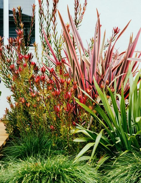 Beachy Garden, Garden Ideas Nz, Safari Sunset, Coastal Landscaping, Australian Native Garden, Seaside Garden, Pergola Ideas, Australian Garden, Wooden Pergola