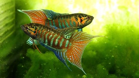 Tropical Fish Aquarium, Tropical Freshwater Fish, Fish Feed, Freshwater Aquarium Fish, Cool Fish, Saltwater Tank, Fish Care, Pet Fish, Exotic Fish