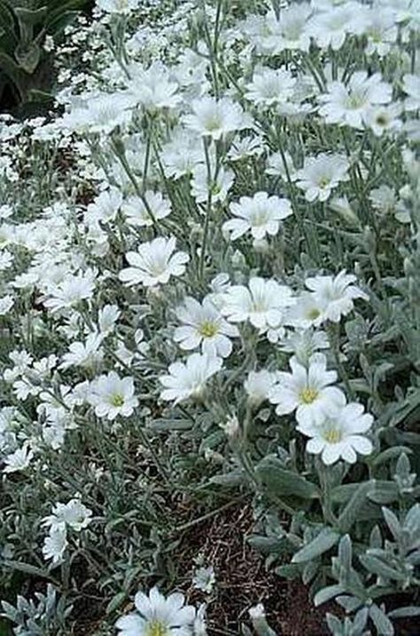 Summer Snow, Snow Cover, Rusty Garden, Rock Garden Plants, Snow In Summer, Herbaceous Border, Gladioli, Rock Gardens, White Plants