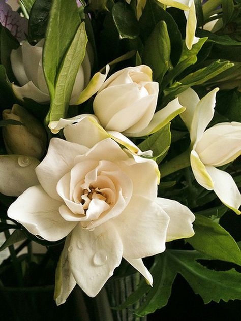 Gardenia Flowers, Gardenia Plant, Plant Mama, Flowers Wild, Meteor Garden 2018, Colorful Roses, Gorgeous Flowers, Cactus Flowers, Flower Photography