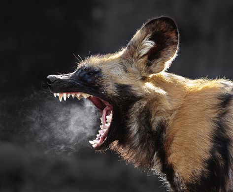 Big yawn, sharp teeth. Cape hunting dogs (Lycaon pictus), indigenous to Africa, are highly social animals, living in packs with separate dominance hierarchies for males and females. (Wes & Dotty Weber) Animal Teeth, Wild Dog, African Wild Dog, Sharp Teeth, Dog Teeth, Wild Dogs, Hyena, Hunting Dogs, Animal Photo