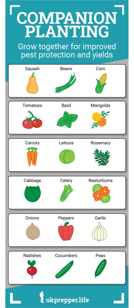 Companion Planting for Self-Sufficiency: Boost Your Garden's Productivity - ukprepper.life The Three Sisters Garden, Tomatoes Garden Ideas, 3 Sister Companion Planting, 3 Sisters Gardening, Plant Families Chart, Three Sisters Gardening, 3 Sisters Garden Layout, Garden Size Family Of 4, Backyard Garden Layout Design