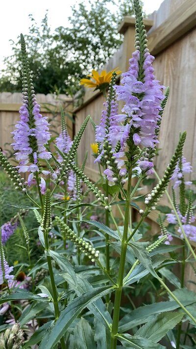 Obedient plant reportedly misbehaves in the garden. So why plant it? Read one for two (or three) ... Keystone Plants, Plant Bouquet, Obedient Plant, Dry Shade Plants, Pine Hill, Pollinator Plants, Bouquet Rose, Farm Living, Garden Idea