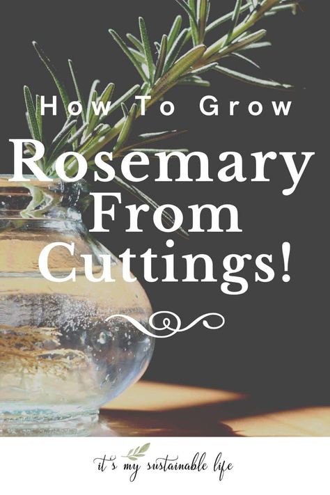 Growing rosemary from cuttings is a fast and easy way to grow new Rosemary Plants from its mother. Learn how to grow rosemary from cuttings, how to propagate rosemary cuttings, how to plant those fresh new rosemary plants and more! #propagate #rosemary #cuttings #herbs #Italian #containergarden Propagating Rosemary From Cuttings, Rosemary Bonsai, Propagating Rosemary, Rosemary Cuttings, How To Propagate Rosemary, Rosemary From Cuttings, Propogating Plants, How To Grow Rosemary, Propagate Rosemary