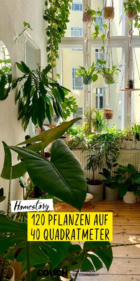 Indoor Plants Styling Inspiration, All About Plants, Rare Plants, Urban Jungle, Dream Garden, Plant Decor, Flower Power, Sweet Home, Couch