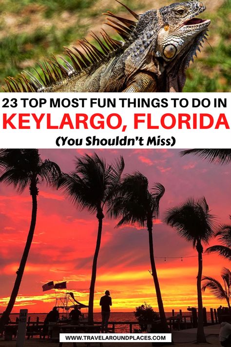 23 Top Most Fun Things to do in Key Largo Florida | best things to do in key largo | fun things to fo in key largo | unique things to do in key largo | outdoor things to do in key largo | places to visit in key largo | things to see in key largo | #thingstodo #travelbucketlist #usaroadtrip #ustraveldestinations #travelbucketlist Things To Do In Key Largo Florida, Caladesi Island Florida, Things To Do In Key Largo, Bungalows Key Largo Florida, Ocean Reef Club Key Largo, Key Largo Florida Things To Do In, Key Largo Restaurants, Things To Fo, Honeymoon Activities