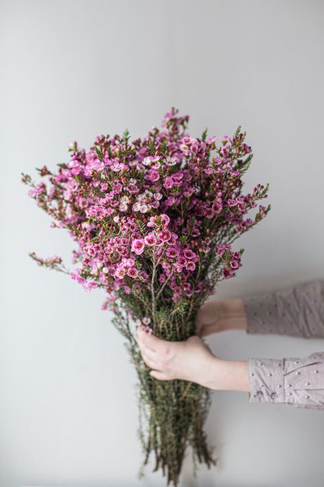 September-May/White, pink, lavender/7-10 Days Waxflower Bouquet, Waxflower Wedding, Regency Picnic, Pink Wax Flower, November Flowers, Flower Aesthetics, Book Vibes, Flower Varieties, Wax Flower