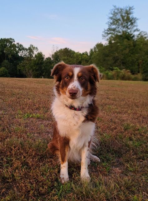 Aussie Shepherd Aesthetic, Red Australian Shepherd, Shepherd Aesthetic, Canadian Dog, Mix Aesthetic, Aussie Mix, Aussie Shepherd, Dog Aesthetic, Mini Aussie