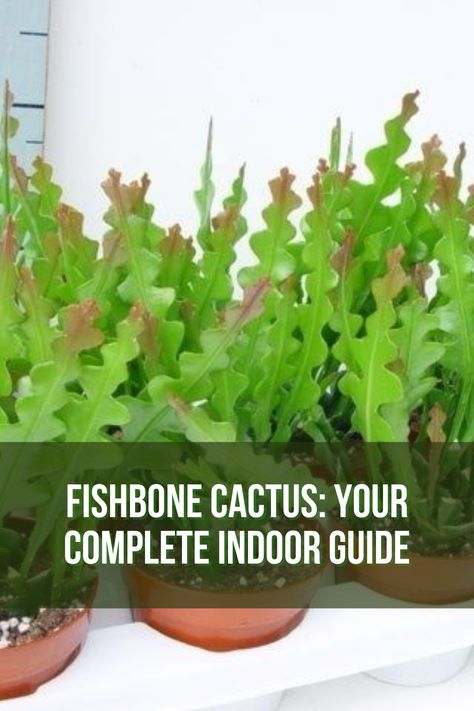 The fishbone cactus is an excellent example of this sort of plant, and it’s now popular in many homes. Fish Bone Cactus, Fishbone Cactus, Plants Wishlist, Cactus Leaves, Flowering Cactus, Household Plants, Fragrant Plant, Plant Problems, Root Growth