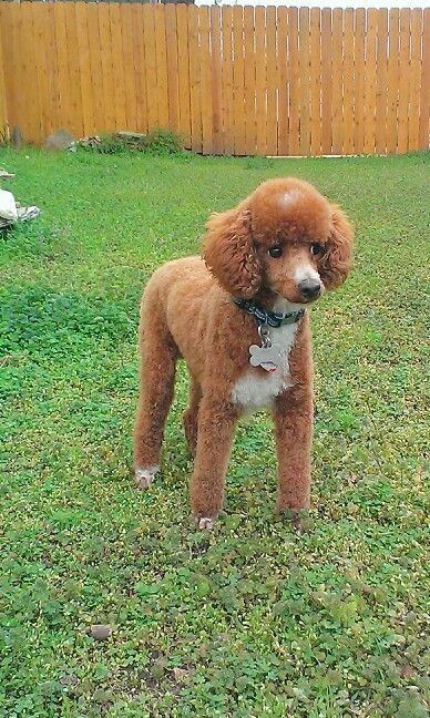 Fresh hair cut Poodle, perfect neat and adorable clip for poodles that are showing Toy Poodle Shaved, Summer Poodle Cuts, Poodle Summer Haircut, Poodle Summer Cut, Toy Poodle Haircut, Animal Grooming, Stuff Storage, Birmingham Michigan, Tips For Dogs