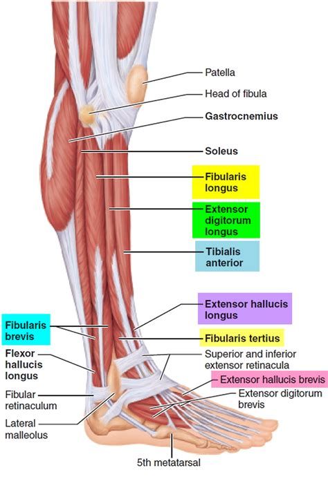 labeled muscles of lower leg - Lower Leg Muscles Anatomy, Leg Nerves Anatomy, Lower Extremity Anatomy, Lower Body Anatomy, Muscular System Labeled, Colon Anatomy, Muscles Of The Leg, Leg Muscles Anatomy, Work Out Home