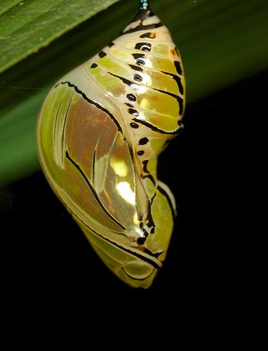 ˚Butterfly Chrysalis Butterfly Pupa, Butterfly Cocoon, Borboleta Tattoo, Butterfly Metamorphosis, Butterfly Chrysalis, Cool Insects, Moth Caterpillar, Cool Bugs, Beautiful Bugs