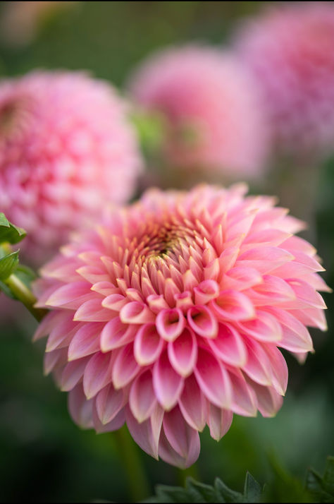 pink dahlia flower Market Bouquets, Pink Parfait, Farmers Market Flowers, Cut Flower Farm, Vegetable Garden Tips, Dahlia Tubers, Dahlias Garden, Pink Dahlia, Flower Farmer