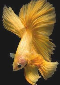 Yellow Betta Fish, Koi Fish Colors, Betta Fish Types, Pretty Fish, Yellow Fish, Beta Fish, Carpe Koi, Fish Wallpaper, Underwater Creatures