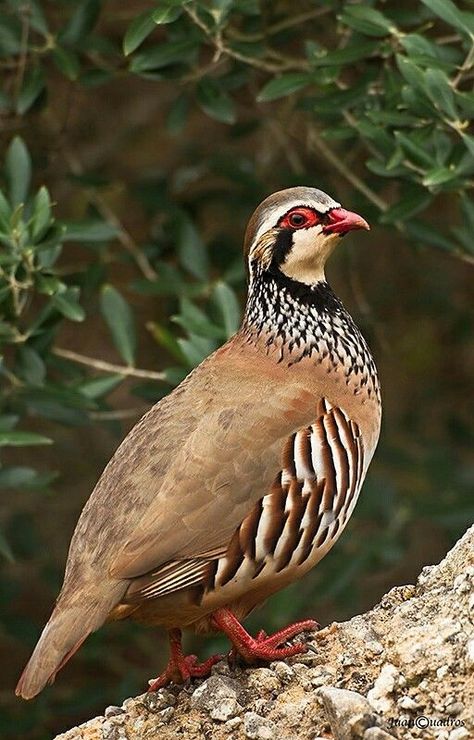 Wild Birds Photography, Dove Hunting, Rare Birds, Game Birds, Pet Rocks, Floral Poster, Partridge, Wildlife Animals, Pretty Birds