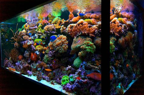 Live coral -- amazing colors!  Aquarium Design Group Nano Reef Tank, Coral Aquarium, Fish Aquarium Decorations, Marine Fish Tanks, Saltwater Aquariums, Saltwater Aquarium Fish, Coral Reef Aquarium, Amazing Aquariums, Cool Fish Tanks