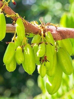 Averrhoa bilimbi is a fruit-bearing tree of the genus Averrhoa, family Oxalidaceae. It is a close relative of the carambola tree. It's fruit is very sour. House Beautiful Kitchens, Kerala Photography, Tree Branch Tattoo, Tattoo Wall Art, Willow Tree Tattoos, Fruit Bearing Trees, Kerala House, House Country, Colour Splash