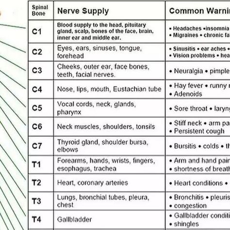Latest Medical News on Instagram: "Spinal nerves function . . . . . #medical #neurology #nerve #medicalstudent #doctor" Ear Ache, Cervical Spondylosis, Persistent Cough, Facial Nerve, Middle Ear, Spinal Nerve, Learn Something New Everyday, Vision Problems, Thyroid Gland