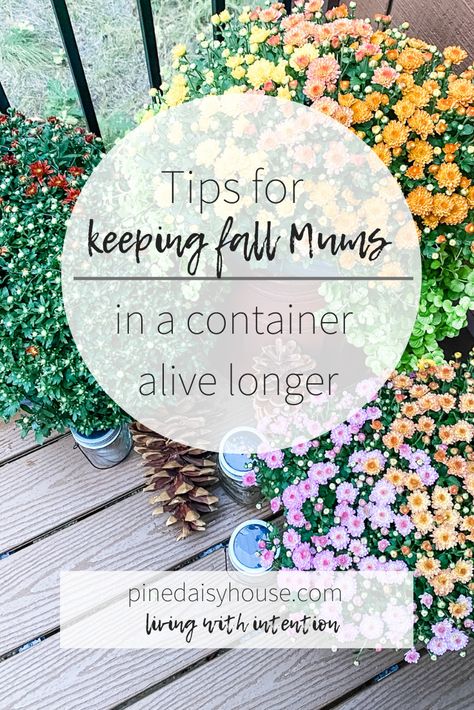 Tips for keeping your fall mums alive longer Keeping Mums Alive, Fall Back Deck Decorating Ideas, Outdoor Mum Display, How To Keep Mums Alive, How To Keep Mums Alive Longer, Backyard Fall Decor, Fall Deck Decor, Small Fall Porch, Fall Flower Boxes