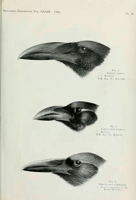 Raven Pictures, Bird Anatomy, معرض فني, Vintage Drawings, Quoth The Raven, Raven Bird, Crows And Ravens, Crow Art, Raven Art