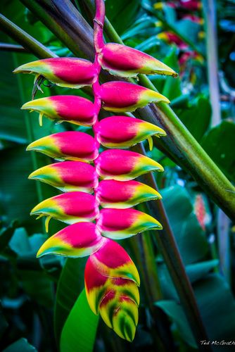 Coata Rica, Heliconia Plant, Costa Rica Nature, Costa Rica Art, Heliconia Flower, Flower Leaves, Tropical Landscaping, Landscaping Plants, Tropical Garden