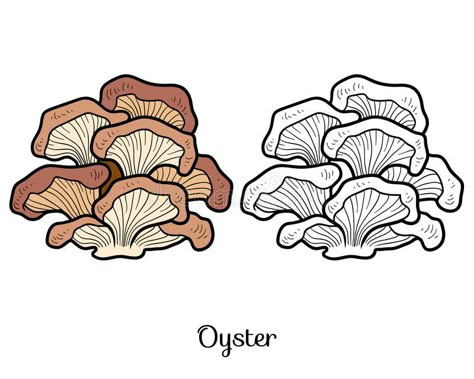 Coloring book. Edible mushrooms, oyster. Coloring book for children. Edible mushrooms, oyster royalty free illustration Oyster Mushrooms Art, Oyster Mushroom Illustration, Oyster Mushroom Drawing, Oyster Illustration, Mushroom Oyster, Mushroom Logo, Mushroom Patch, Squirrel Art, Mushroom Tattoos