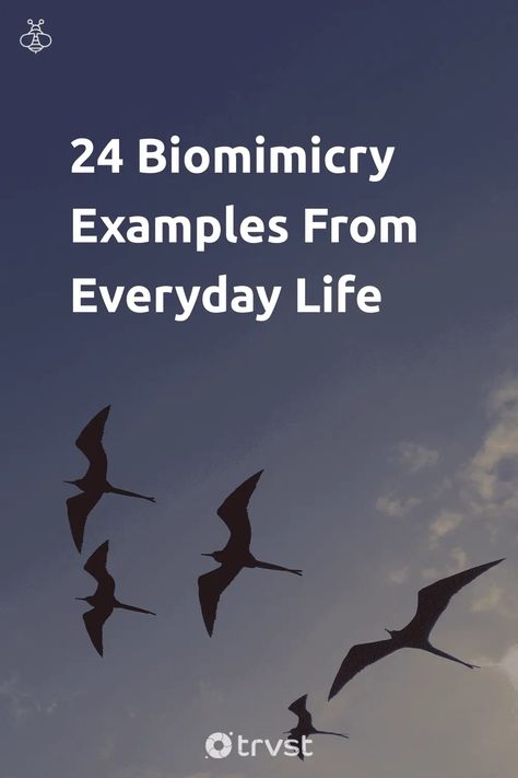 Biomimicry Design, Biomimicry Examples, Biomimicry Architecture, Biomedical Science, Types Of Insects, Green Inspiration, Nature Inspired Design, Zoology, Architectural Inspiration