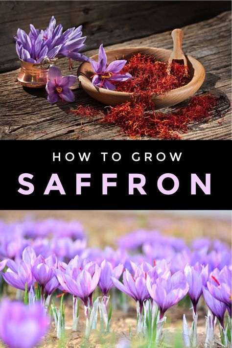 The delicate saffron stigma is a beautiful spice and can be grown easily. It's not difficult to grow this exotic herb in your home garden. Follow these steps for success! Grow Saffron At Home, How To Grow Saffron At Home, Saffron Garden, Spices To Grow, Grow Saffron, Growing Saffron, Spice Garden, Backyard Gardening, Home Vegetable Garden