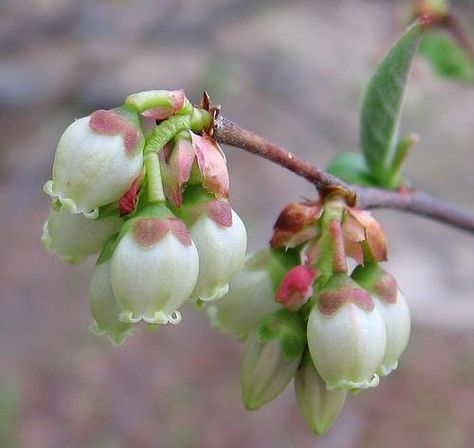 Blueberry blossoms Inga Buividavice, Dnd Witch, Blueberry Blossom, Blueberry Flower, Blueberry Bush, Pine Barrens, Flower Reference, Blueberry Plant, Blueberry Bushes