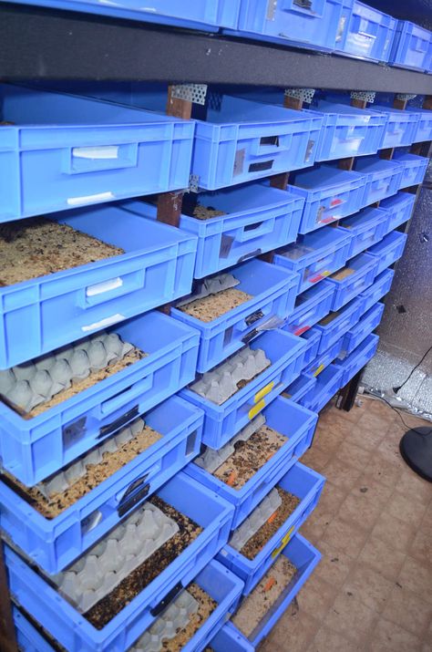 Worm Business, Mealworm Farm Setup, Poultry Breeding Pens, Insect Farming, Mealworm Farming, How To Start A Worm Farm, Breeding Mealworms, Worm Farming For Profit, Guppy Breeding Setup