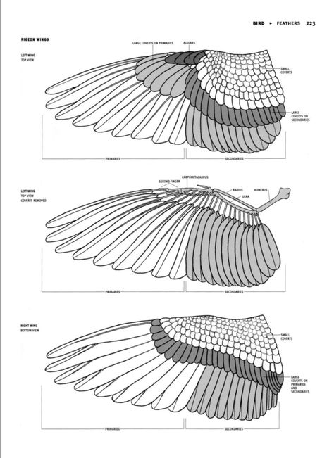 Pigeon wing diagram Wing Diagram, Pigeon Eyes, Wing Anatomy, Bird Carving Patterns, Wings Sketch, Fantasy Elements, Eagle Drawing, Racing Pigeons, Wings Drawing