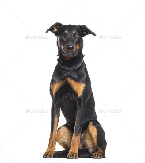 Beauceron dog sitting, cut out by Lifeonwhite. Beauceron dog sitting, isolated #AD #sitting, #dog, #Beauceron, #isolated Hades Vase, Sitting Dog Drawing Reference, Dog Sitting Reference, Dog Sitting Drawing, Logo Commission, Beauceron Dog, Lion Character, Dogs Sitting, Sitting Pose Reference