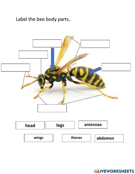 Insect Body Parts, Body Parts Worksheet, Harmful Insects, Alphabet Phonics, Summer School, School Subjects, Online Workouts, Life Cycles, Phonics