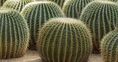 Golden Barrel Cactus Care Guide: Growing The Round Cactus Unique Cactus Plants, Propagating Cactus, Mini Cactus Plants, Blue Candle Cactus, Types Of Cactus Plants, Hedgehog Cactus, Kinds Of Cactus, Round Cactus, Big Indoor Plants