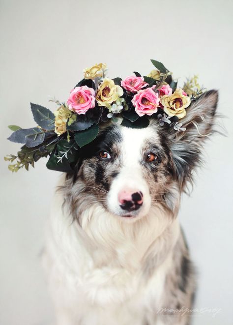 I Photograph Dogs To Show The World How Awesome They Are | Bored Panda Dogs Photography, Easiest Dogs To Train, Trendy Flowers, Airedale Terrier, Dog Flower, Flower Crowns, Dog Photography, Beautiful Dogs, Dog Care