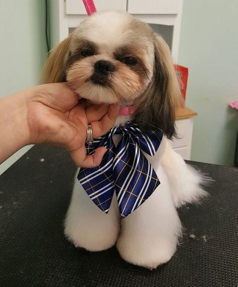 Corte Shitzu, Shitzu Haircuts, Shitzu Dogs Haircuts, Shih Tzu Hair Styles, Shih Tzu Puppy Cut, Black Shih Tzu, Shih Tzu Haircuts, Perro Shih Tzu, Chien Shih Tzu