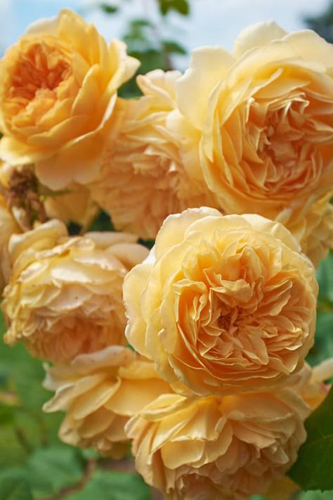 Crown Princess Margareta, Austin Rose, Diy Rose, Rose Crown, Coming Up Roses, David Austin Roses, David Austin, English Rose, English Roses