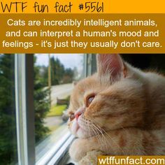 Crazy Animal Facts, Chemistry Cat, Facts About Cats, Random Knowledge, Cat Language, Crazy Facts, Cool Facts, Cat Behavior, Animal Facts