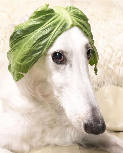 Long Face Dog, Borzoi Dog, Goofy Dog, Pets 3, Silly Dogs, Cute Creatures, Funny Animal Pictures, Cute Little Animals, 귀여운 동물